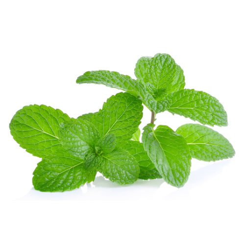 Green mint (Menta) (Hangsen) 10ml